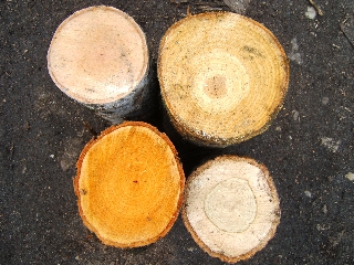 brzoza
